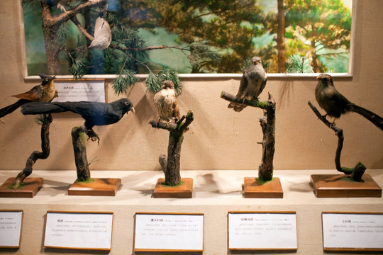 上海自然博物馆 鸟类 飞禽标本