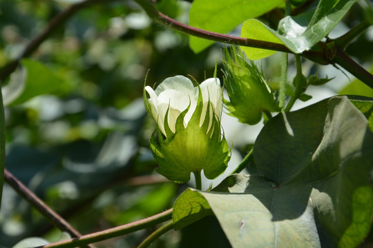 棉花 花期