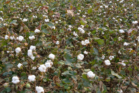 棉花地 棉花