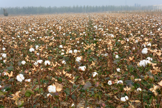 棉花地 棉花