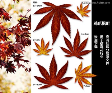 雞爪楓葉