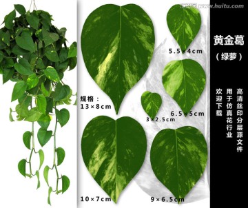 黃金葛