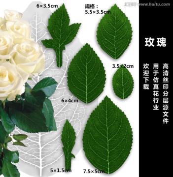 玫瑰