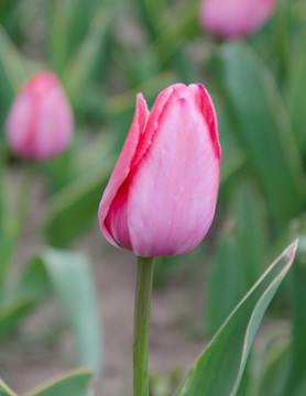 一枝郁金香花蕾