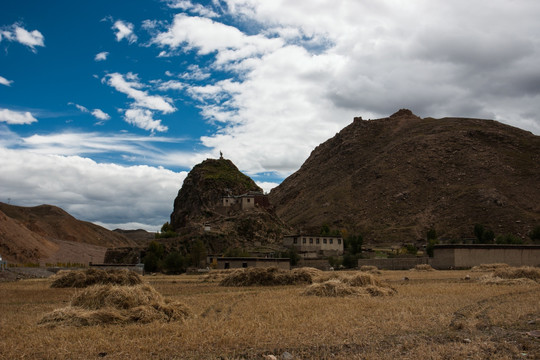 青稞田 收割 山岗 秋天