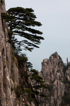 黄山松 竖片 竖构图 薄雾