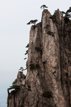 黄山松 竖片 竖构图 薄雾