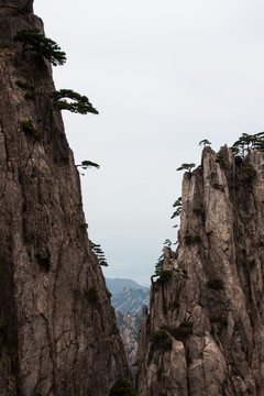 黄山 竖片 竖构图 薄雾