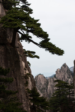 黄山松 竖片 竖构图 薄雾