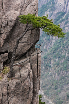 黄山松 竖片 竖构图 薄雾