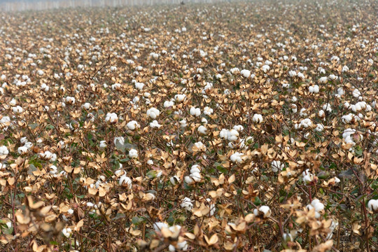 棉花 棉花地