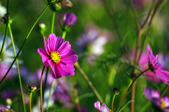 波斯菊