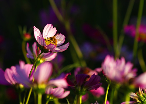 波斯菊