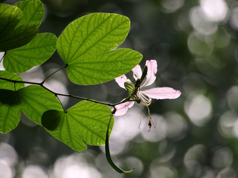 红花紫荆树