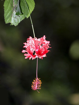 木槿花