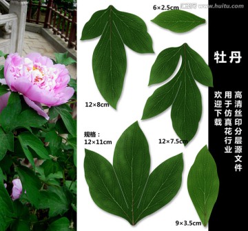 牡丹