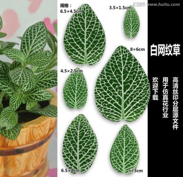 白網(wǎng)紋草
