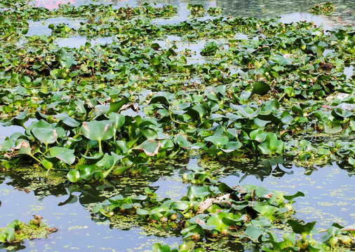 水葫芦