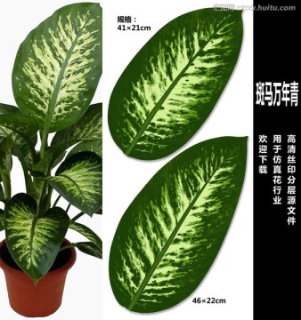 斑馬萬年青