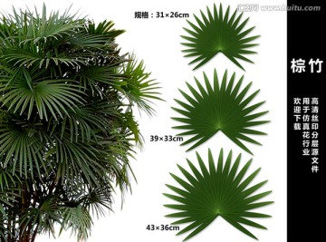 棕竹