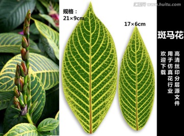 斑馬花