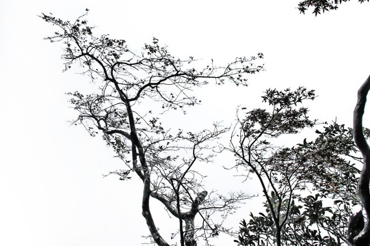 樹枝剪影