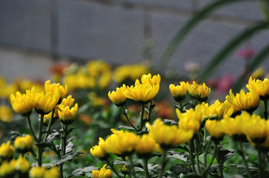 黄色菊花