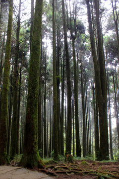 阿里山森林公园