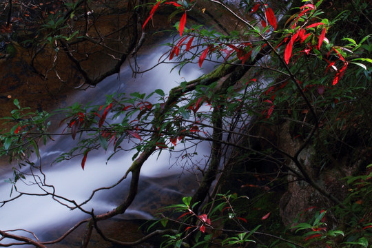 溪流红叶