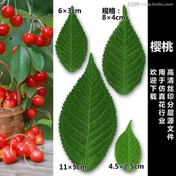 櫻桃