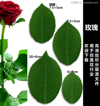 玫瑰
