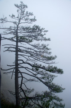 雾中松树