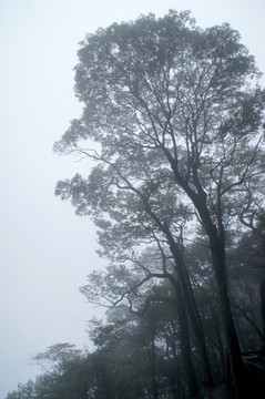 武功山 森林迷雾