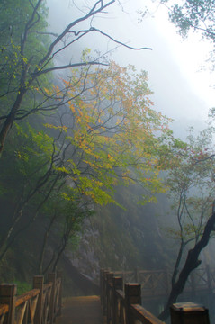 武功山 森林迷雾