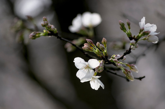 樱花