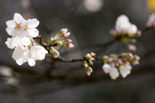 樱花