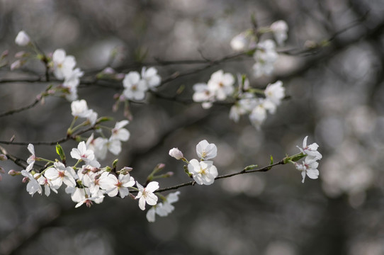 樱花