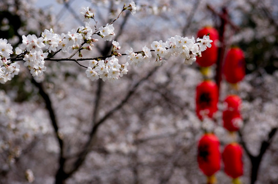 樱花