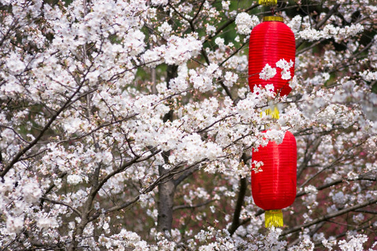 樱花