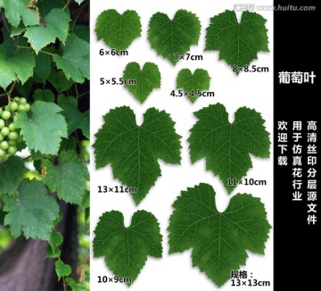 葡萄葉