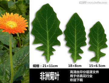 非洲菊