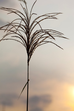 芦苇 夕阳 湿地 植物 静物