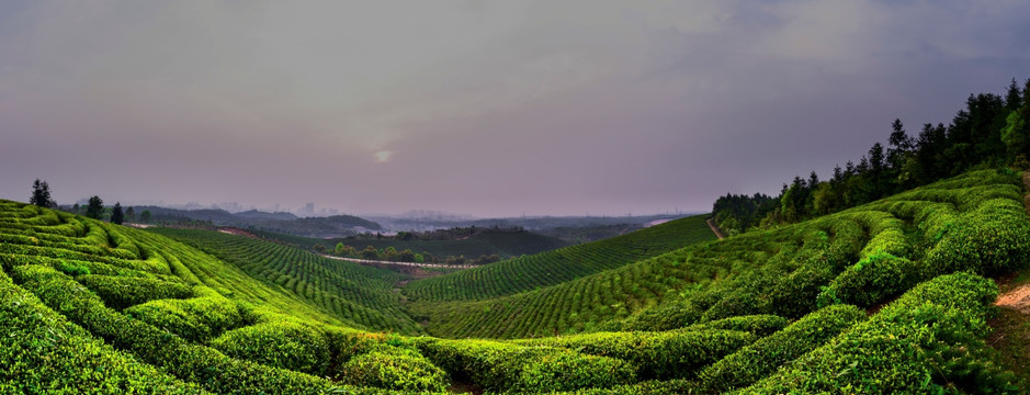 茶园全景