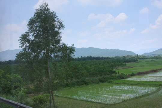 水稻田