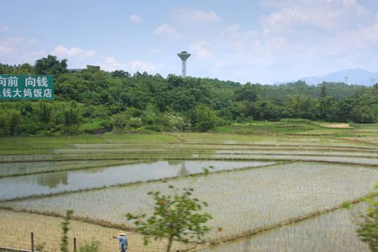 农田水稻