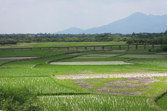 田间风景