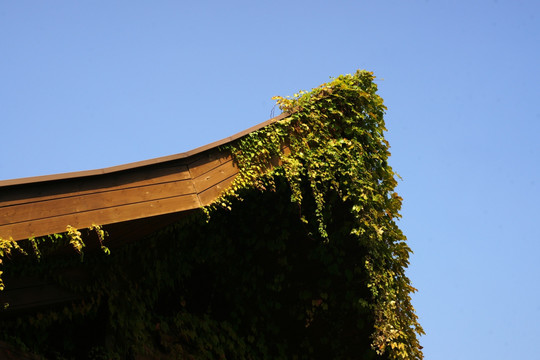 绿色藤蔓屋顶
