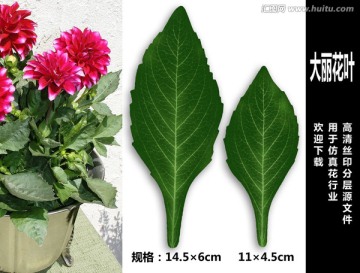 大麗花