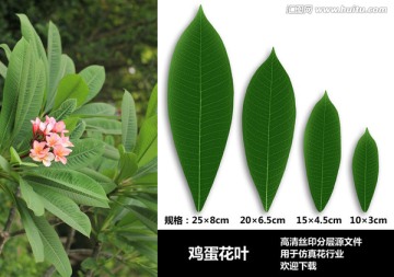 雞蛋花