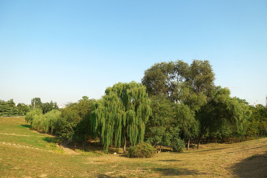 繁茂树林